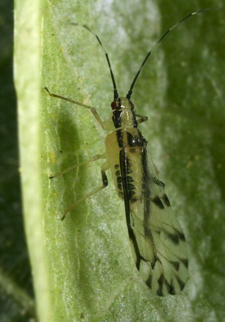 aphid9043.jpg