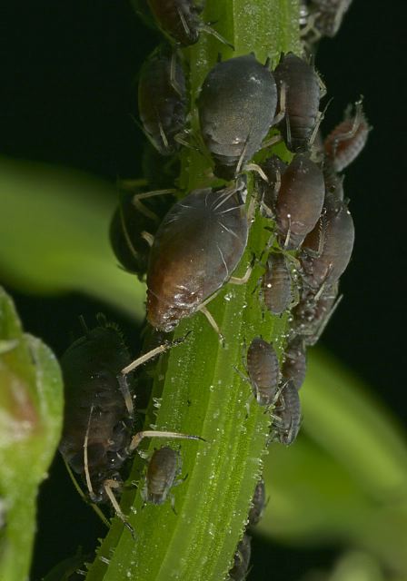 aphids8872.jpg