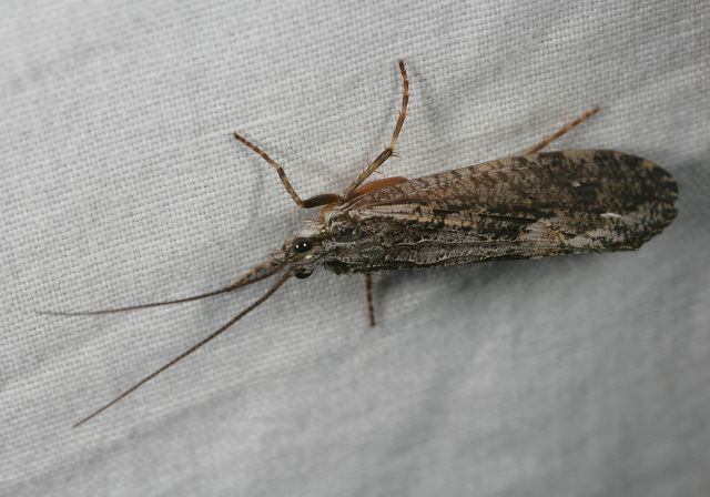 caddisfly_9167.jpg