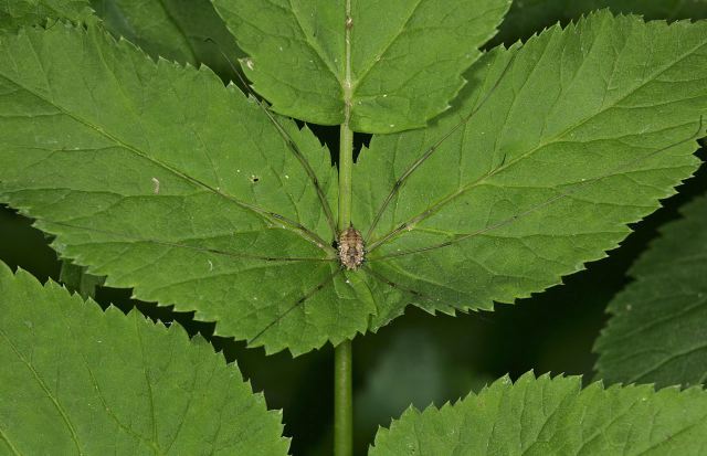 common_harvestman9023.jpg