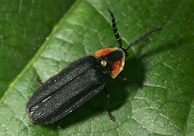 dark_firefly9090.jpg