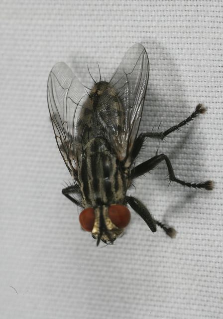 flesh_fly_9133.jpg