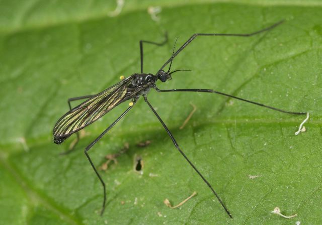 gnophomyia_tristissima_8925.jpg