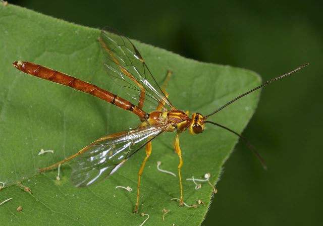 ichneumon_wasp8941.jpg