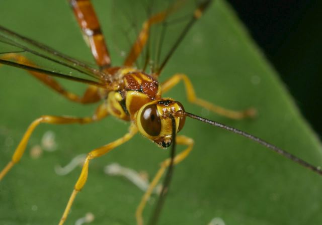 ichneumon_wasp8943.jpg