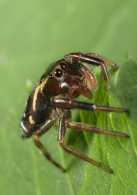 jumping_spider8994.jpg