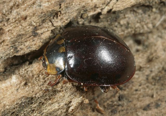 ladybird_beetle8958.jpg