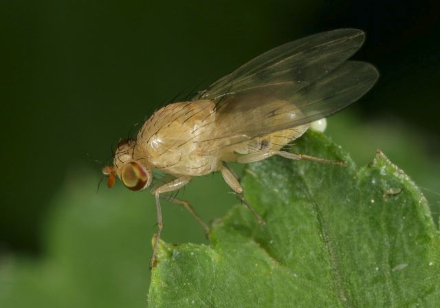 lauxaniidae_fly_8961.jpg