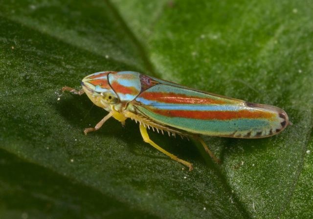 leafhopper9089.jpg