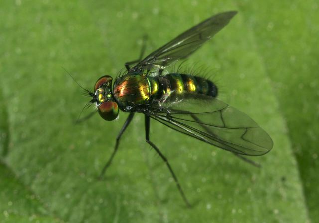 long-legged_fly_8880.jpg