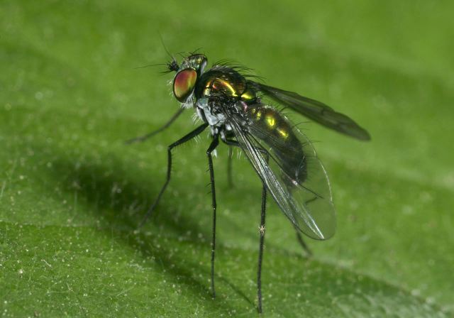 long-legged_fly_8884.jpg