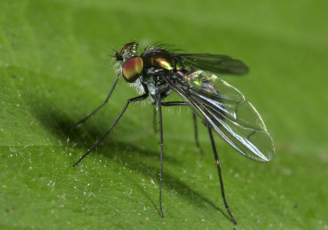 long-legged_fly_8893.jpg