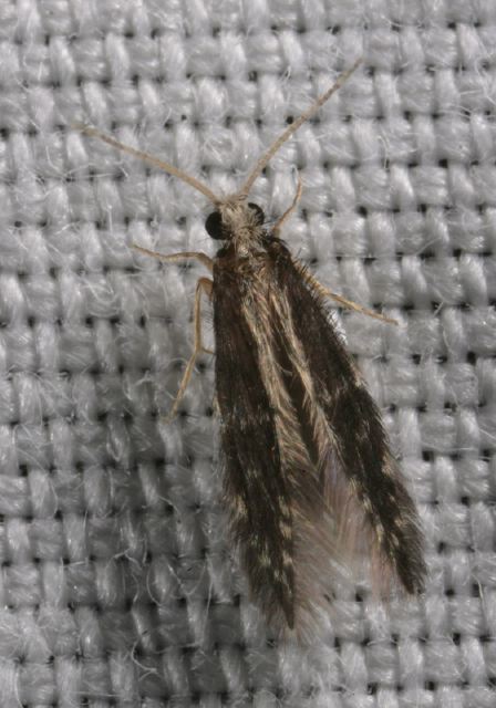 micro-caddisfly_9135.jpg