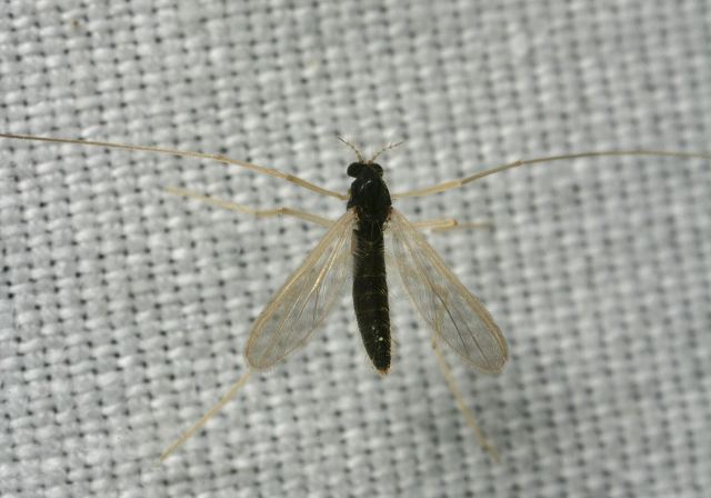 midge_9154.jpg