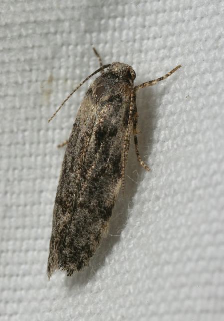 moth_9104.jpg