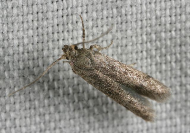 moth_9113.jpg