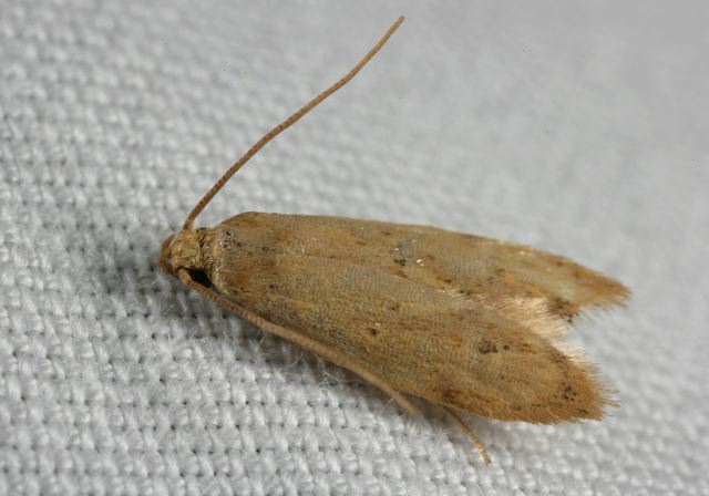 moth_9132.jpg