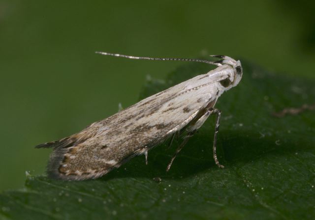 moth_sp8979.jpg