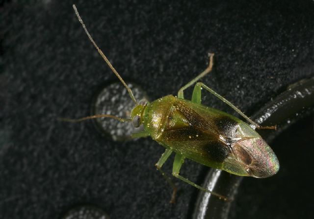 plant_bug9044.jpg