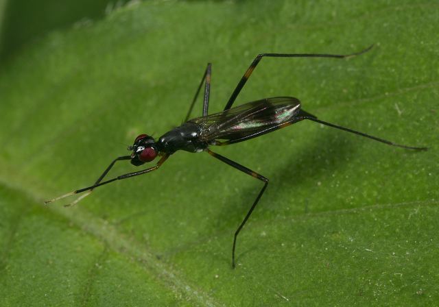 stilt-legged_fly9017.jpg