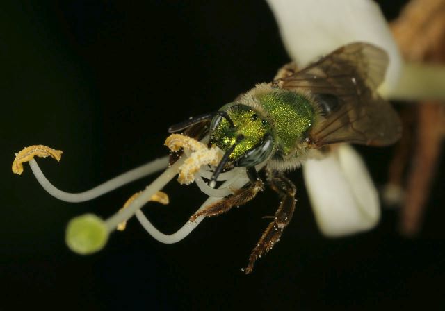 sweat_bee_9190.jpg