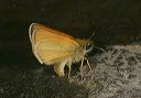 _skipper_9295