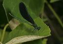 ebony_jewelwing_9301