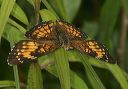 harris_s_checkerspot_9320