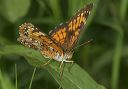 harris_s_checkerspot_9326