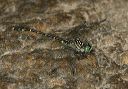 least_clubtail9253