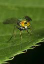 long-legged_fly9469