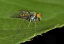 long-legged_fly_9467