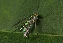 long-legged_fly_9471