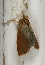 moth_9527