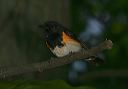 redstart_9462