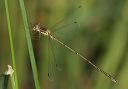 slender_spreadwing9455