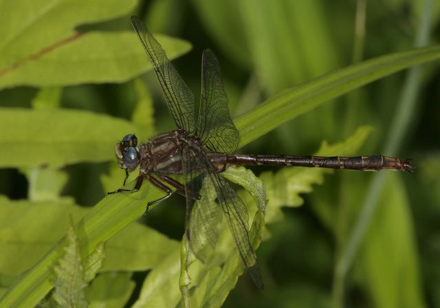 ashy_clubtail_9237.jpg