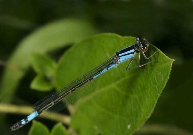 azure_bluet9397.jpg