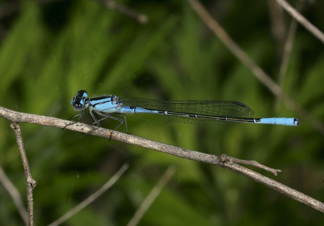 azure_bluet9465.jpg