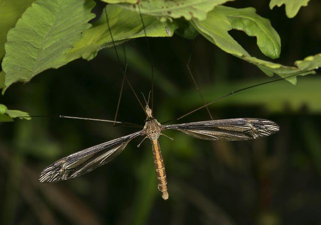 crane_fly_9299.jpg