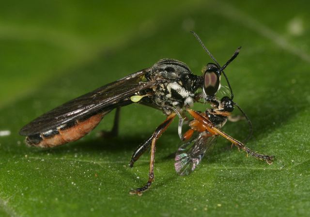 dioctria_hyalipennis9536.jpg