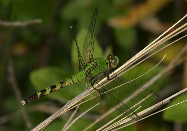 eastern_pondhawk_9334.jpg