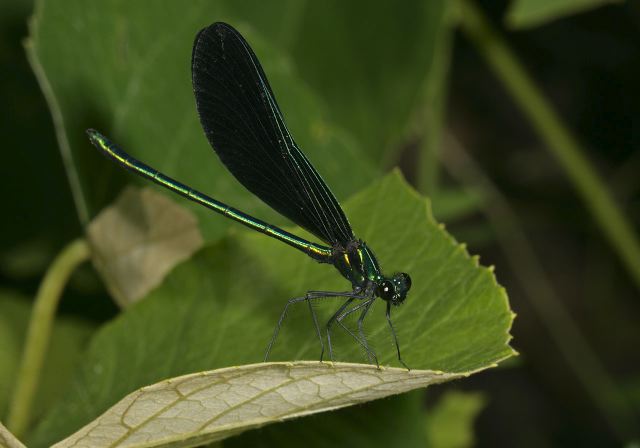 ebony_jewelwing_9301.jpg