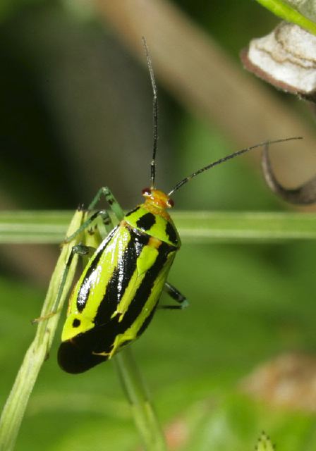 four-lined_plant_bug_9313.jpg