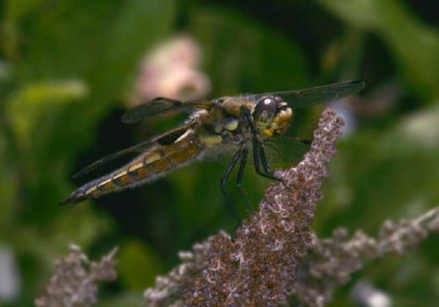 four-spotted_skimmer9317.jpg