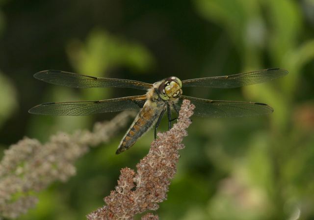 four-spotted_skimmer9319.jpg