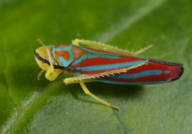 graphocephala_coccinea_9371.jpg