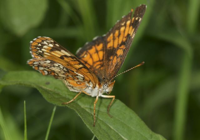 harris_s_checkerspot_9326.jpg