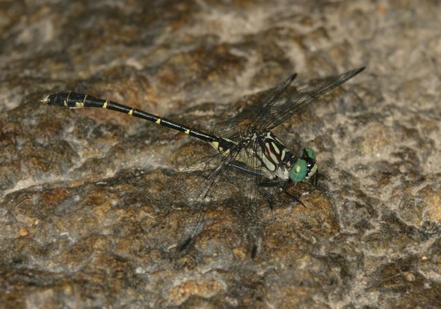 least_clubtail9253.jpg