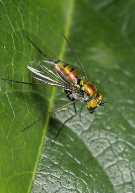 lon-legged_fly_9373.jpg